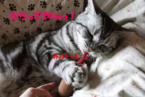 こいちゅめ~。