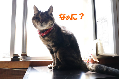 何、見てんのよ?