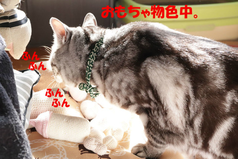 どえにしましゅかの~?