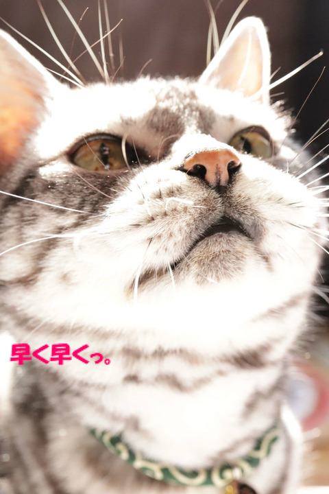 次よこしぇ!
