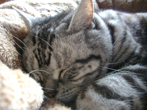うにゅ~zzz