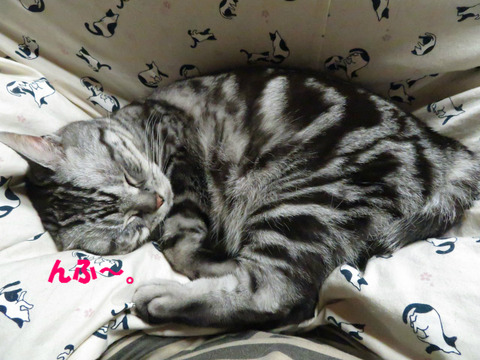 zzz…