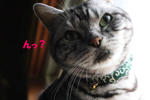 ごはん?