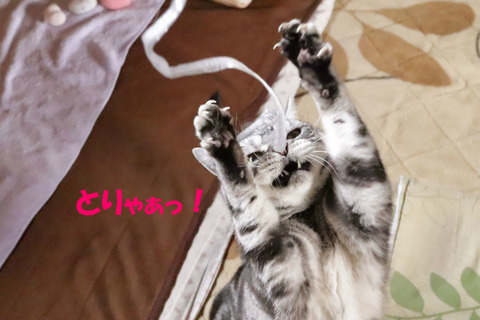 取りゅっ!