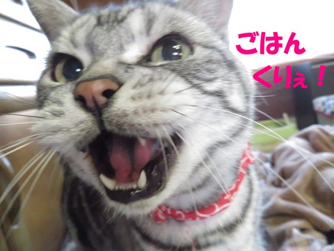 はやくっ!