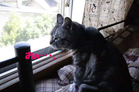 開いた~。
