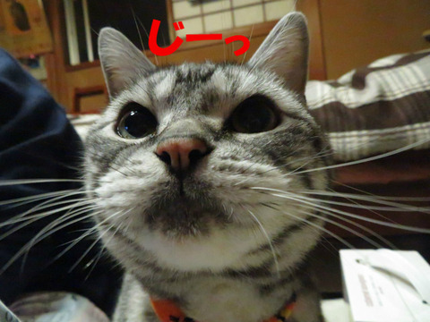 まだありゅ・・・。