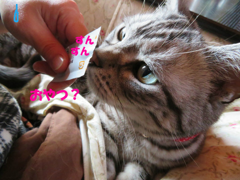 おいらの?