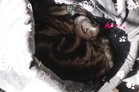 zzz