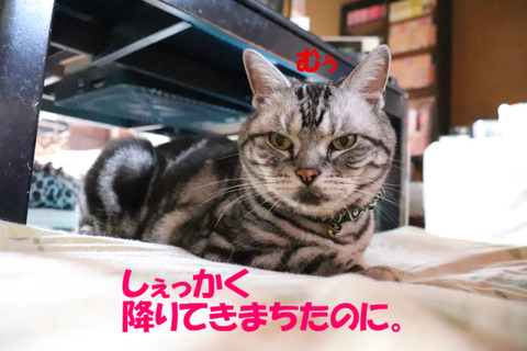 ちぇっ。