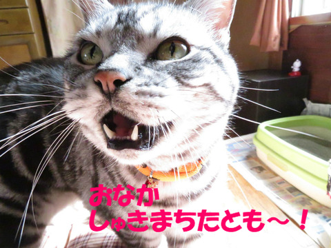 ごは~ん!