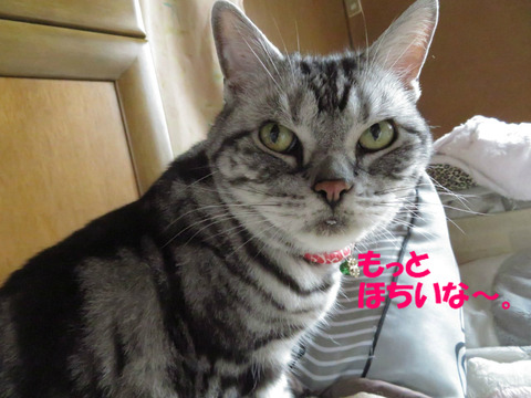 見てたらくれうかな?