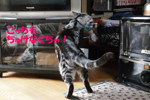えいえいっ!