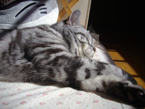 zzz…