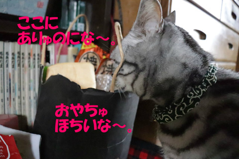 またたびもありゅ~♪