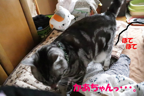 あのね?
