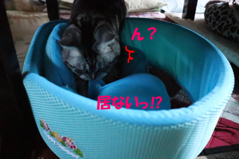 あえ?