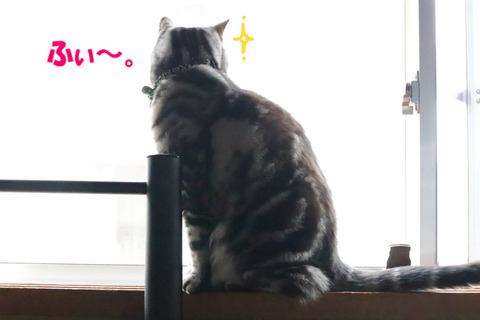 やってやりまちたとも!