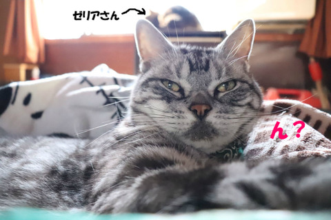 なんでしゅかの?
