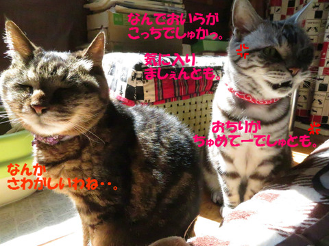 どーにかしろ!でしゅともっ💢