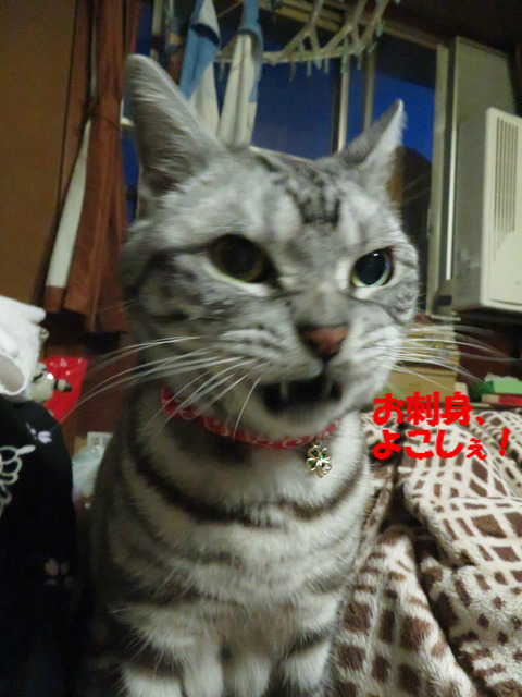 ごはん、食べまちたがっ!?