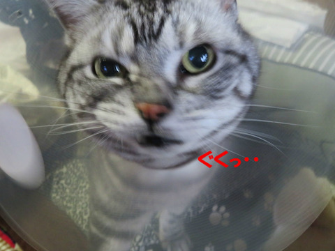 くそババアなんて思ってましぇんとも。