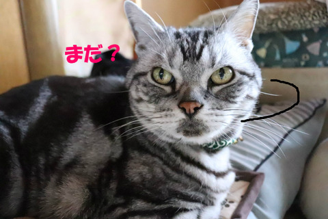 じかんになりまちたかの?