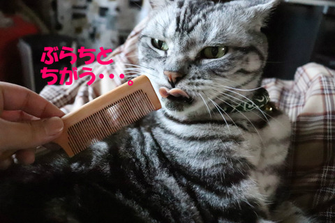 四角くないでしゅな?