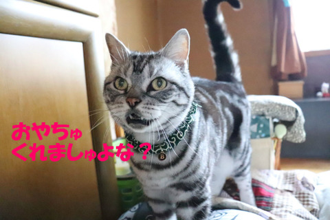 おやちゅのじかん!