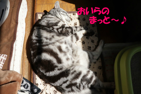 ころんしう~♪
