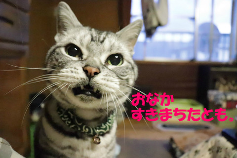 ごはんくりぇ!