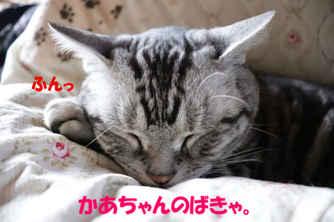 おいら、ちらないっ!