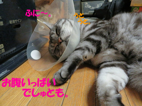 おいら、ねむい・・・。