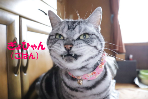 訳:ごはん