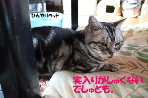 くそぅ。