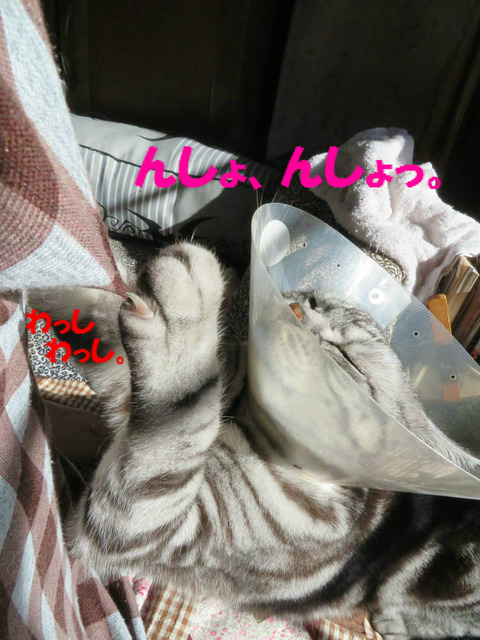 研いでやりゅ!