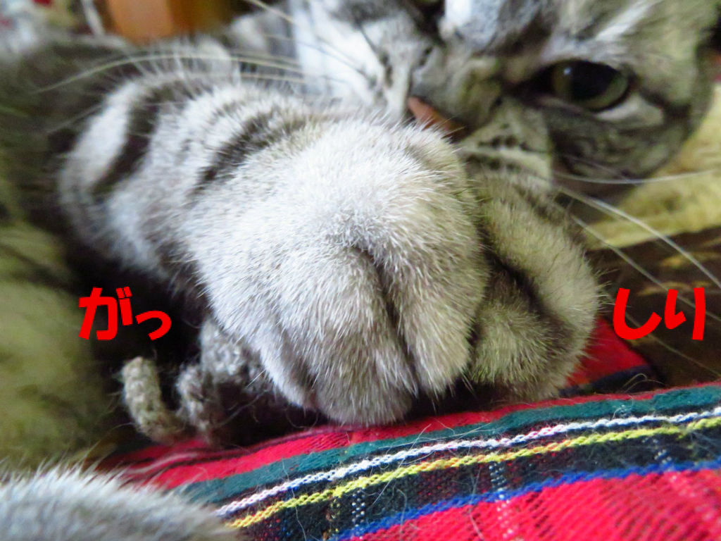 鼻 もげる 梵亭生活 鼻 もげる 梵亭生活