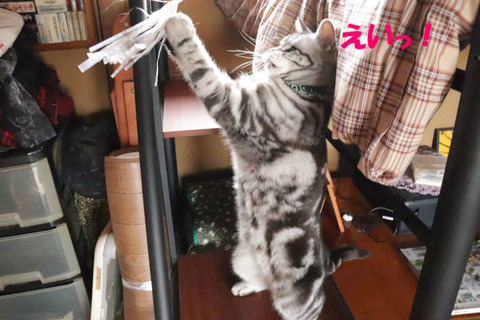 ちゅかまえたっ!