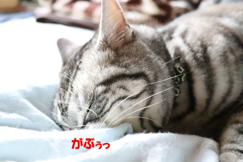 ・・・やりゅっ!
