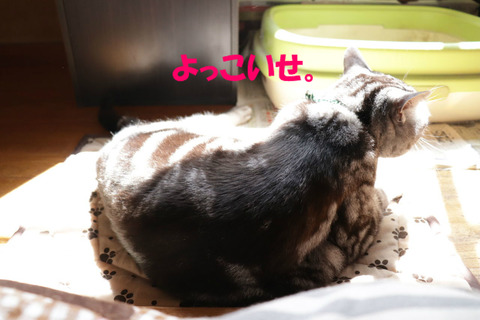 ころんしう~。