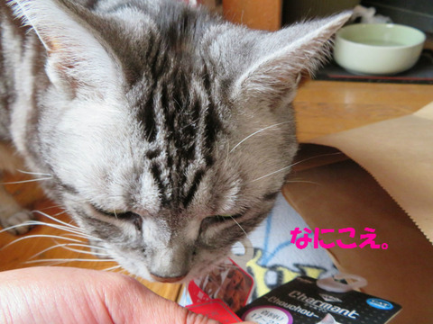 食べ物じゃないでしゅな。
