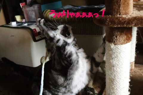 ちゅかまえてやりゅっ!