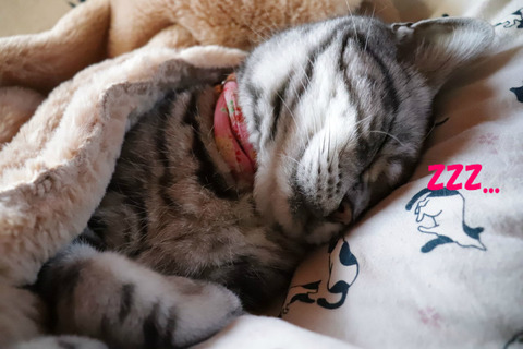 zzz