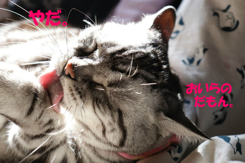 わたしゅもんきゃ。
