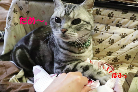 抜いたらまたやりゅんでしゅよな?