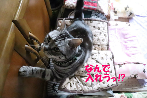 はやく出しぇ!