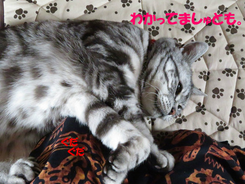 はやくやれ。でしゅとも~。