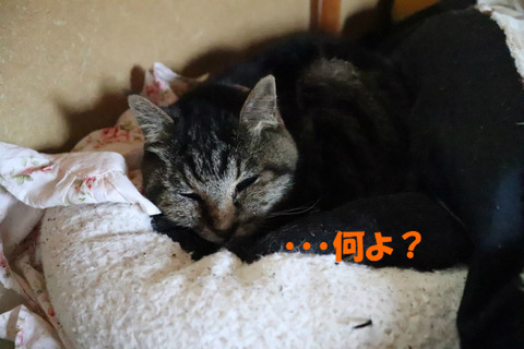 まだごはんじゃないでしょ?