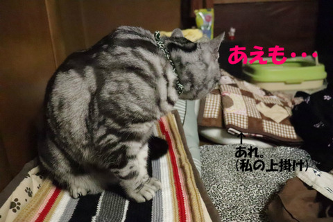 おふとんにかけるやちゅ。