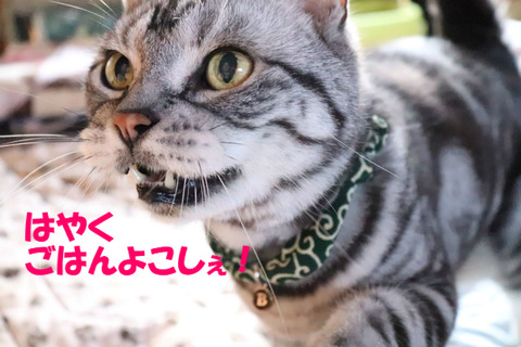 おなかすいてうの!